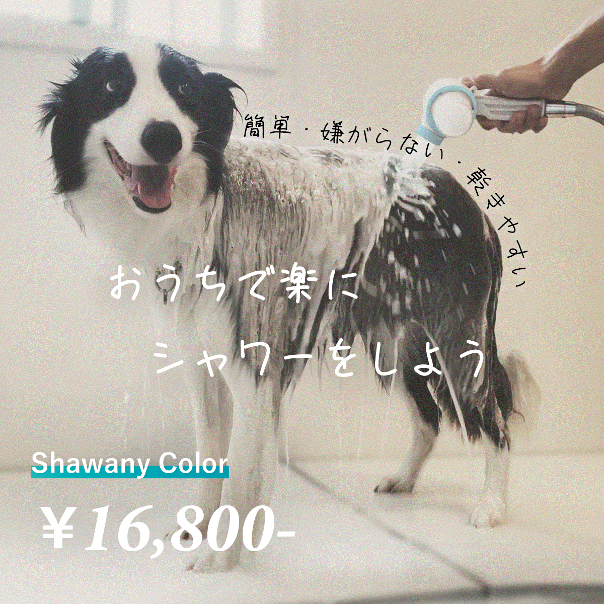 Smilewan シャワニー・カラー shawany color