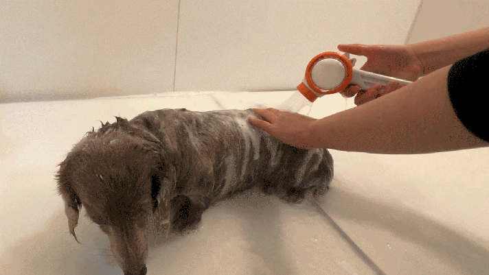 犬を支えられる